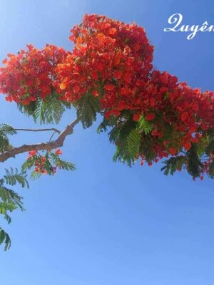 Cô Vợ Của Giám Dốc Trại Heo