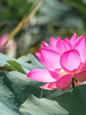 Chiến Dịch Đường Phèn